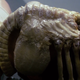 El pobre de Kane, con un face hugger pegado a él.